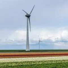 Wiatraki na tle kwitnących pól tulipanów. Solidny fundament pod wiatrak zapewnia stabilność konstrukcji.