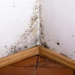 Widoczna wilgoć na ścianie w rogu pomieszczenia, z ciemnymi i żółtymi plamami pleśni. Drewniana listwa przypodłogowa i brązowe płytki podłogowe.